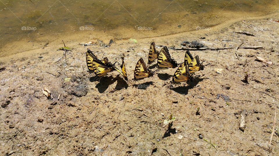 8 yellow with black butterflys on the sand