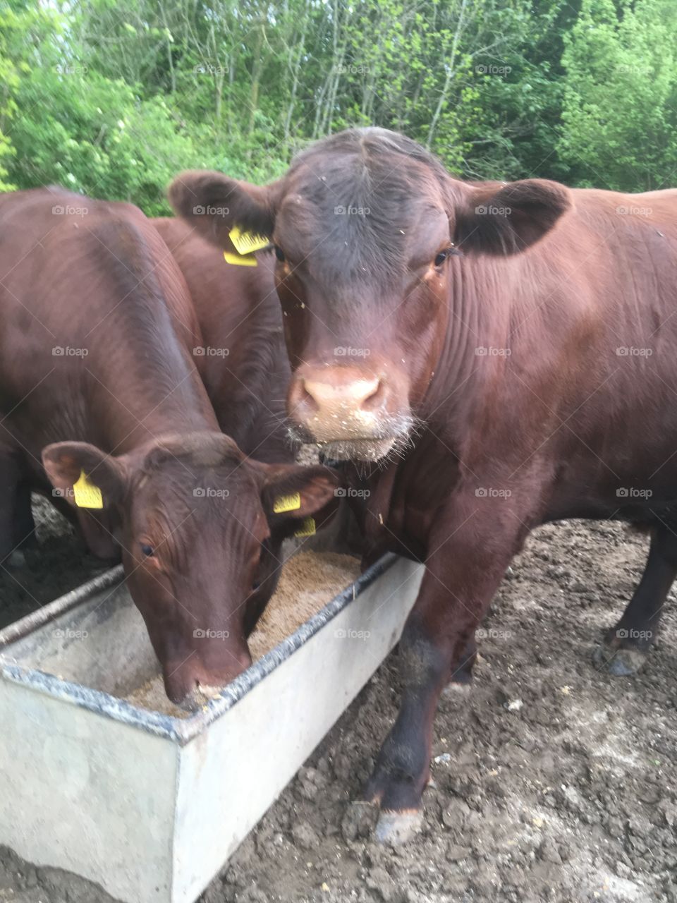 Fine examples of Sussex cattle, one nose down in trough eating another looking at the camera with feed on it’s’ nose