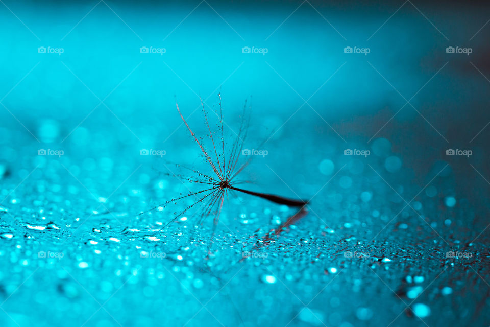 Single dandelion seed with water drops on blue surface