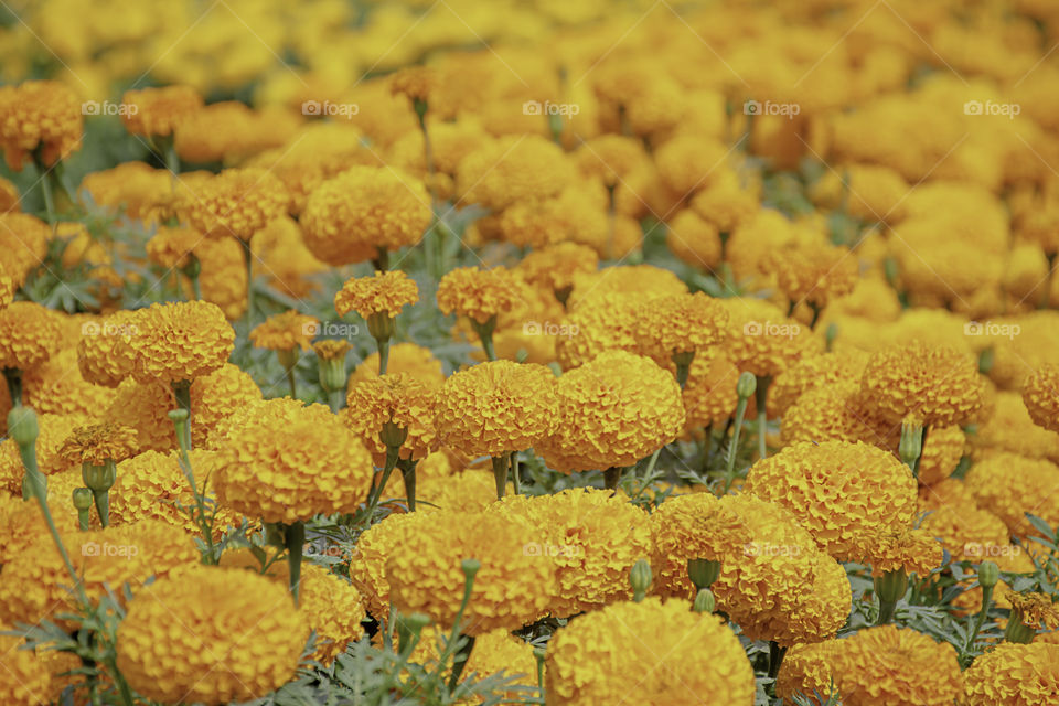 Yellow Marigold  flowers or Tagetes erecta in garden.