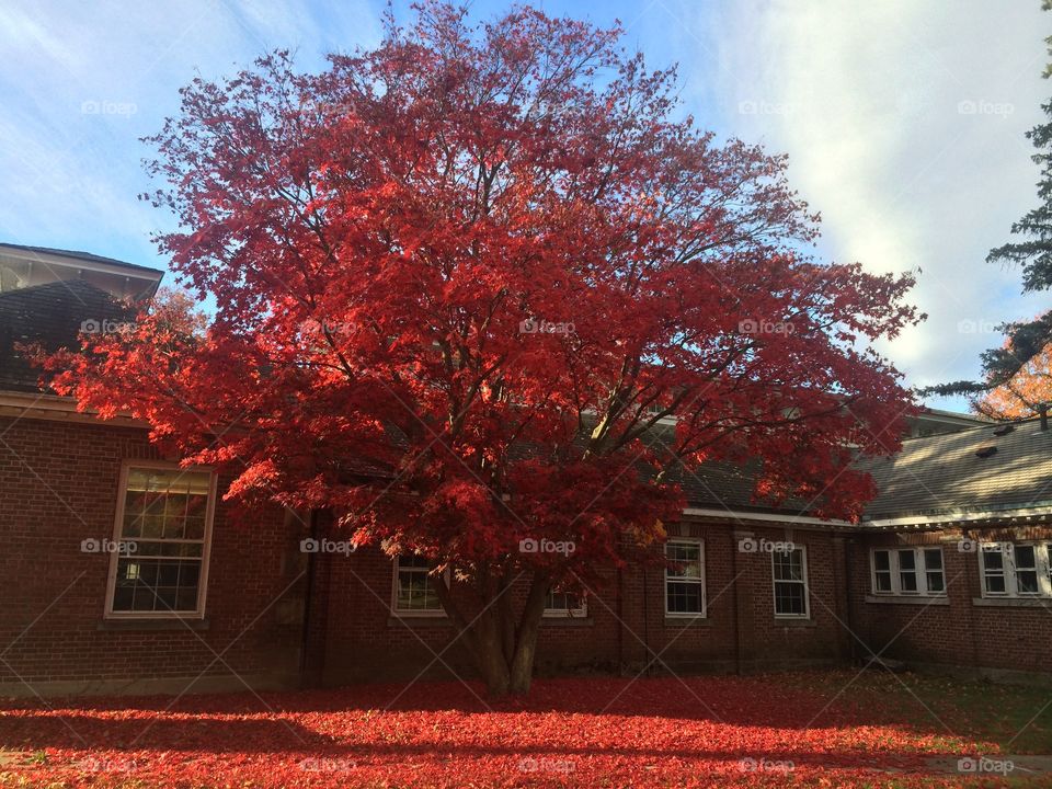 Red Tree