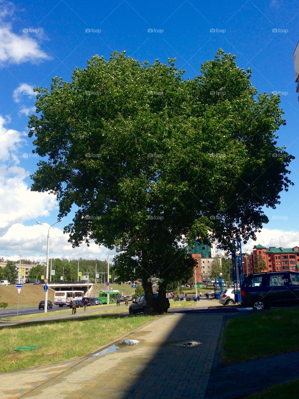 Tree heart 