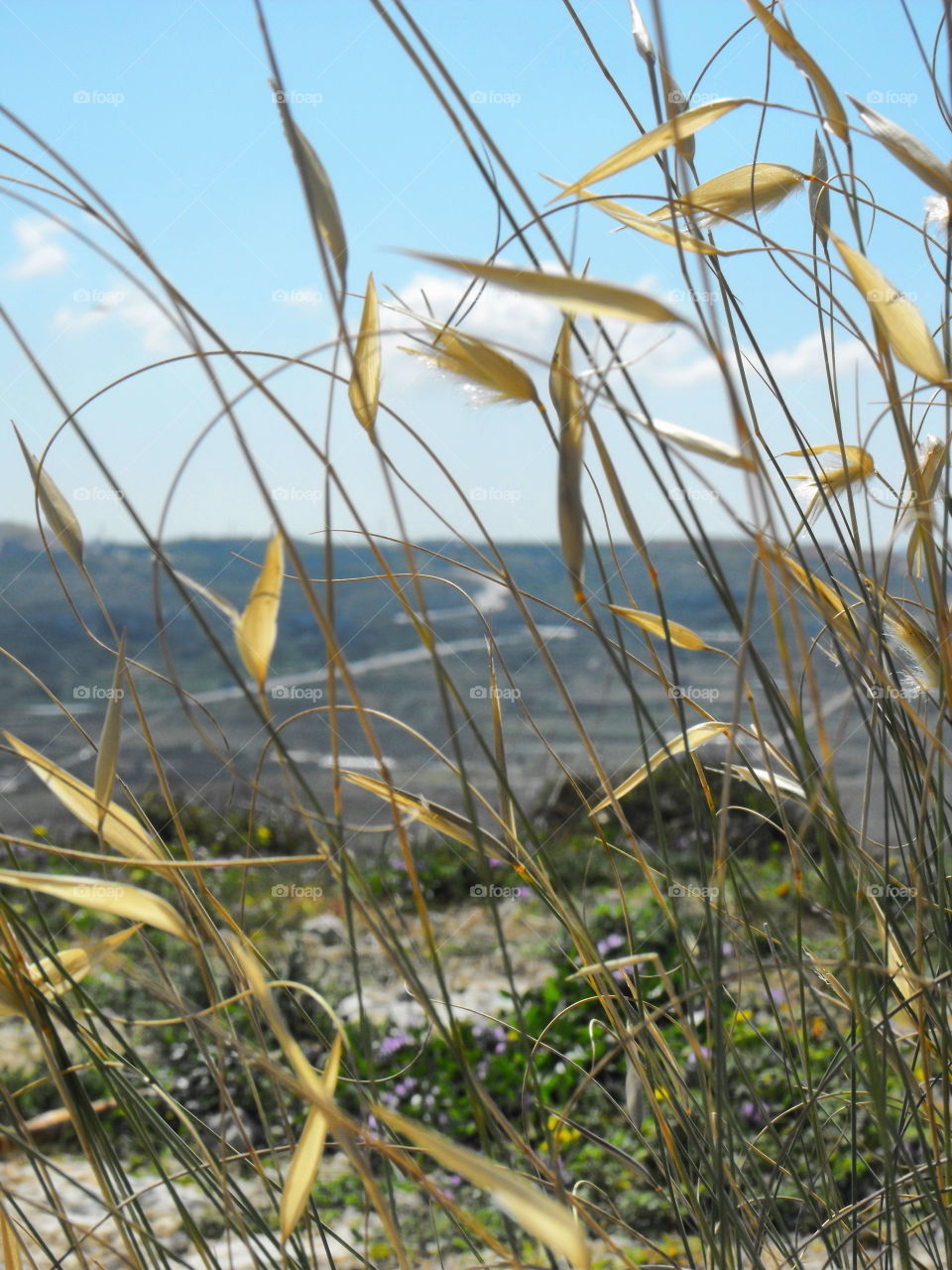 Dry grass and a landscape