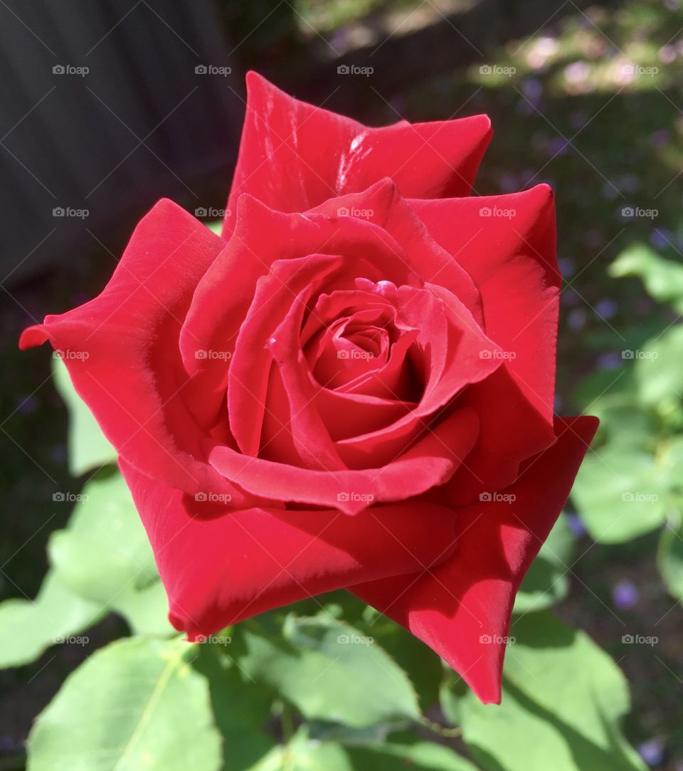 NATURAL WORLD 🇺🇸 The simple, pure and immaculate nature that is presented to us through a simple bud of roses.  Long live the flowers! / 🇧🇷 A natureza simples, pura e imaculada que nos é presenteada através de um singelo botão de rosas. Viva as flores!