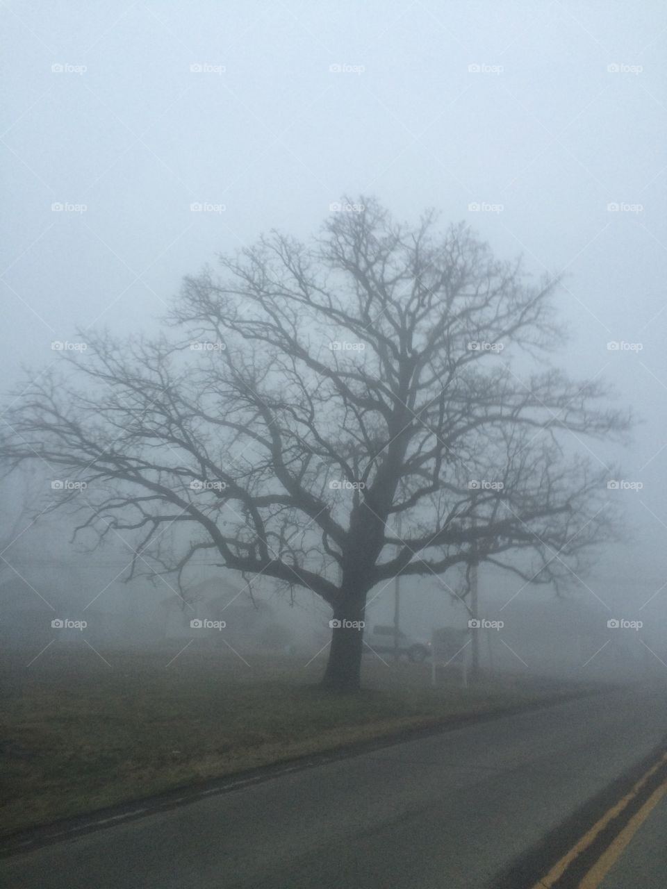Tree fog