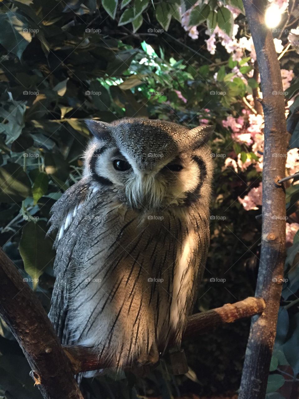 Owl forest at huis ten Bosch