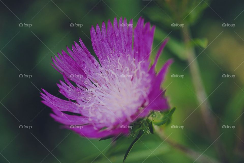 A beautiful purple flower