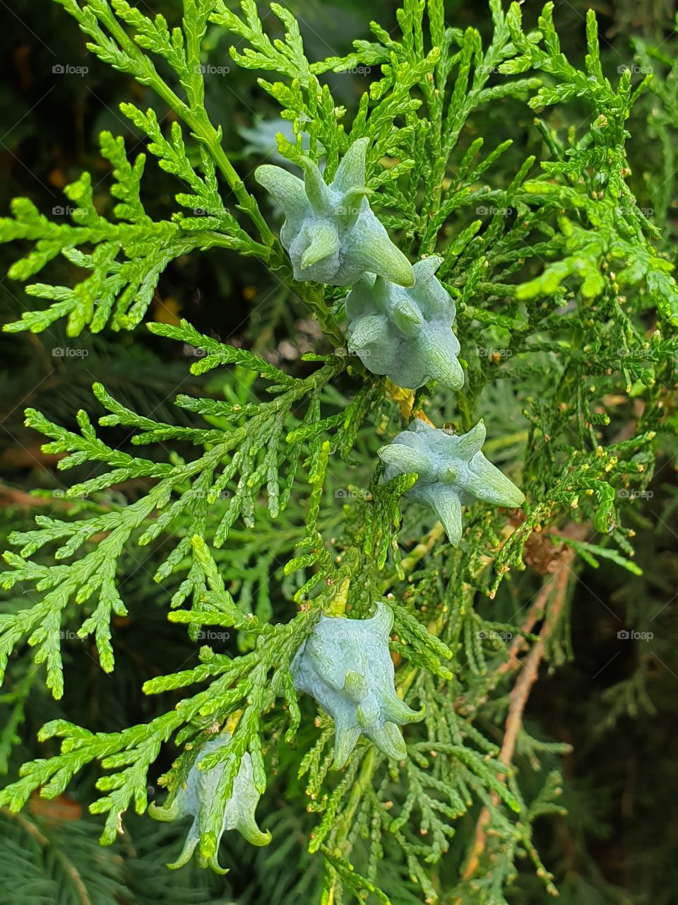 larch branch with new cones