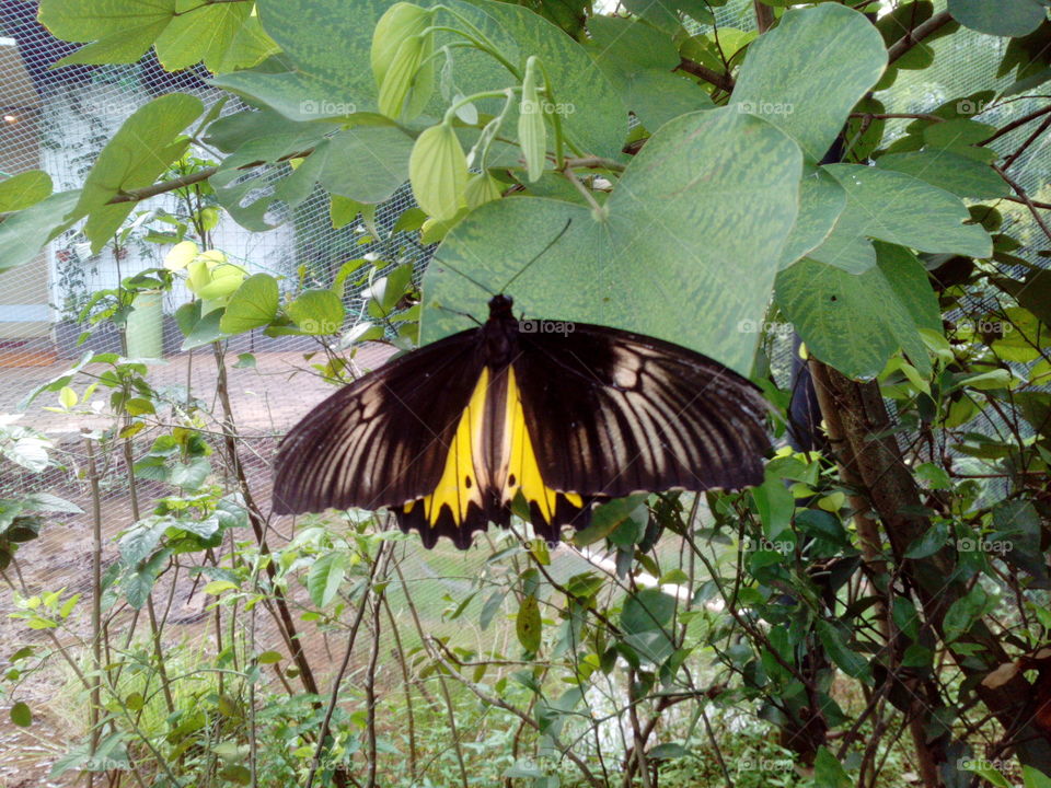 Butterfly on a leaf