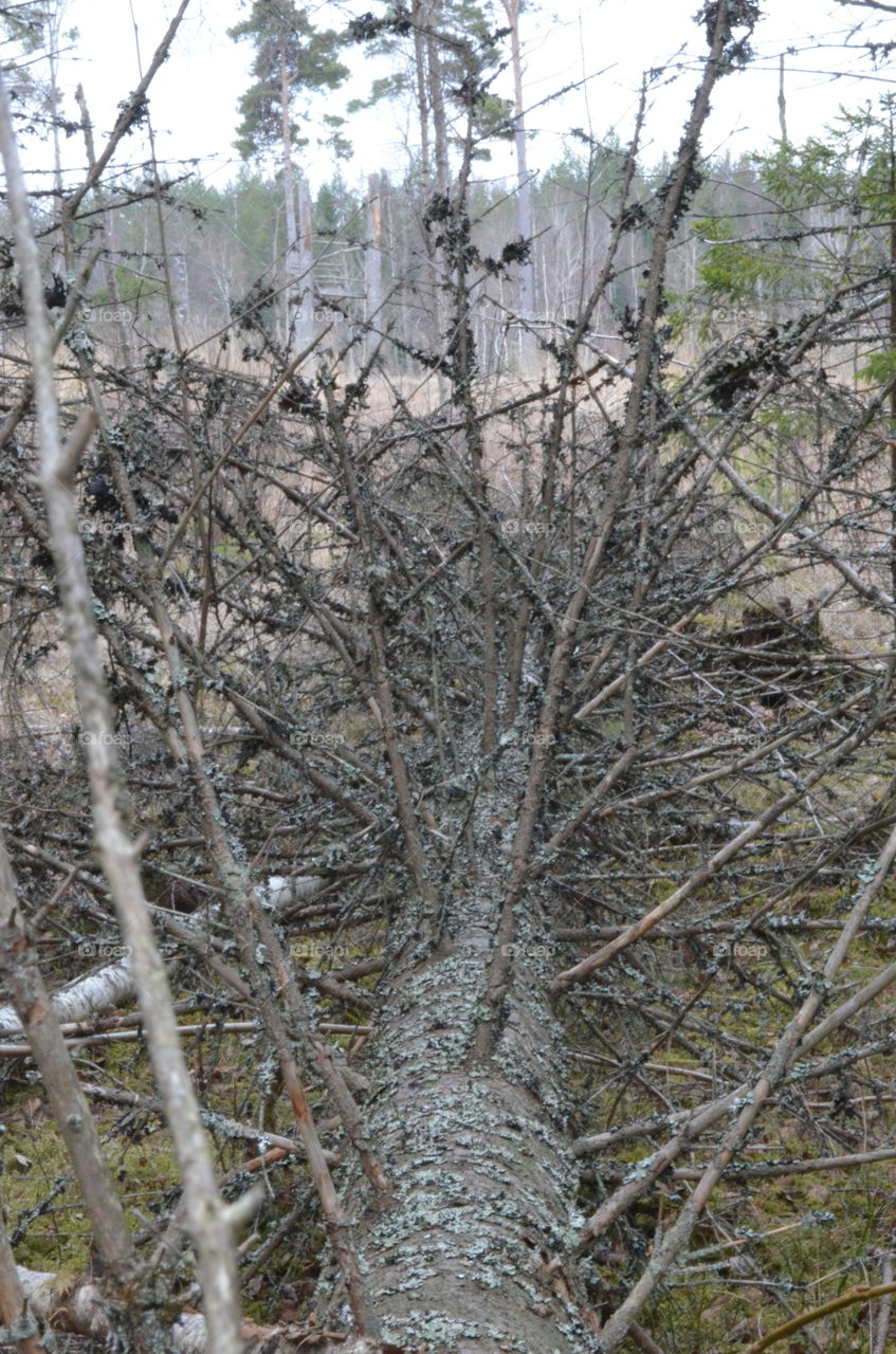 Tree, Nature, Wood, Branch, Season