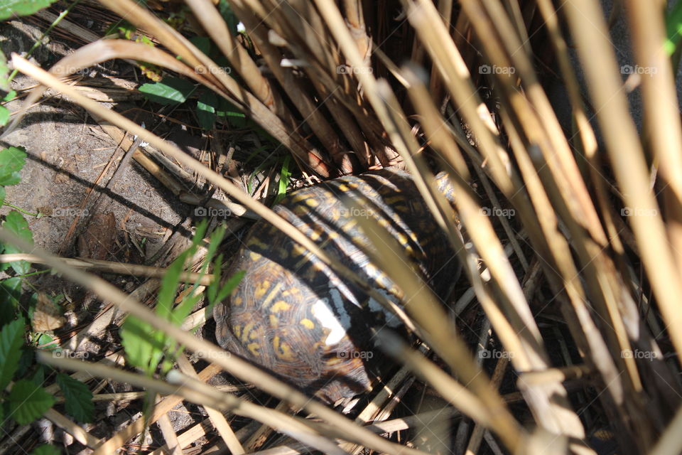 hidden turtle