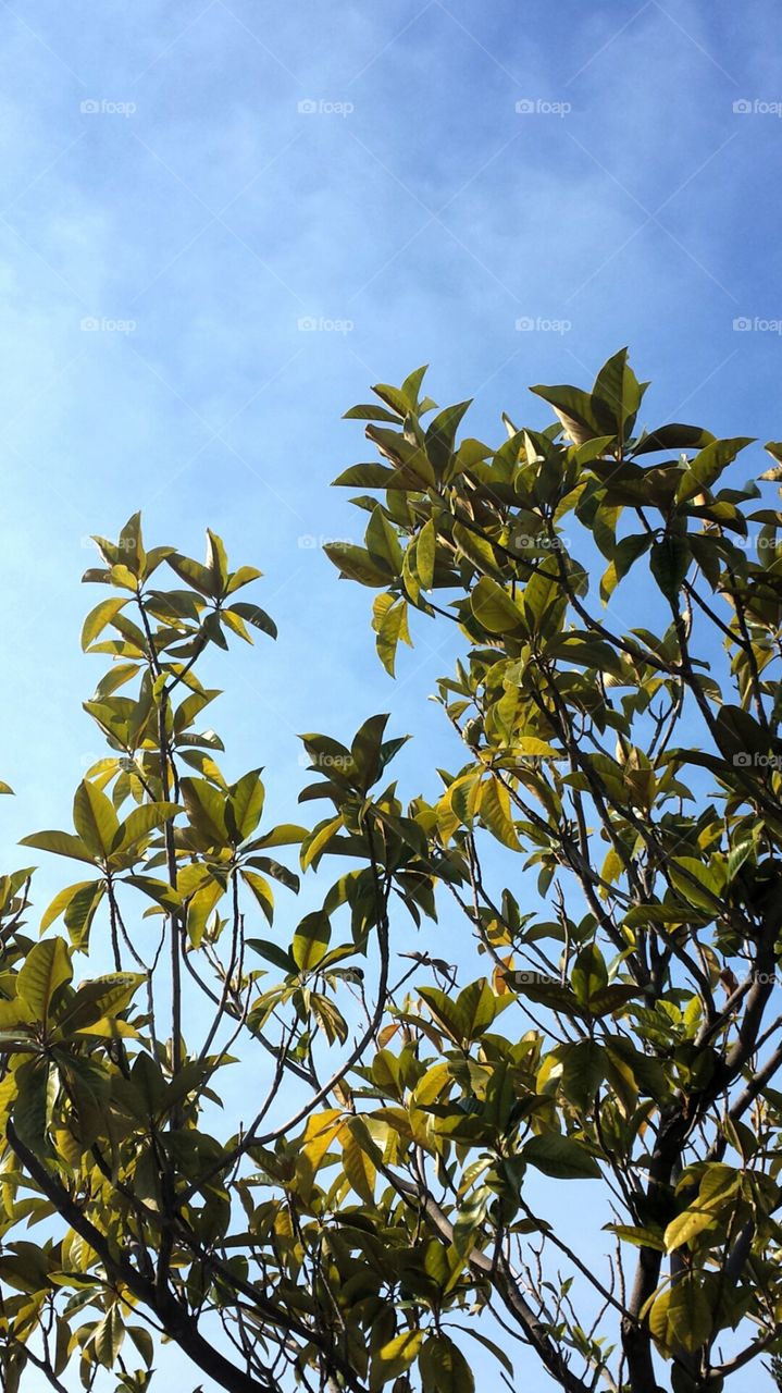 tropical tree against sky