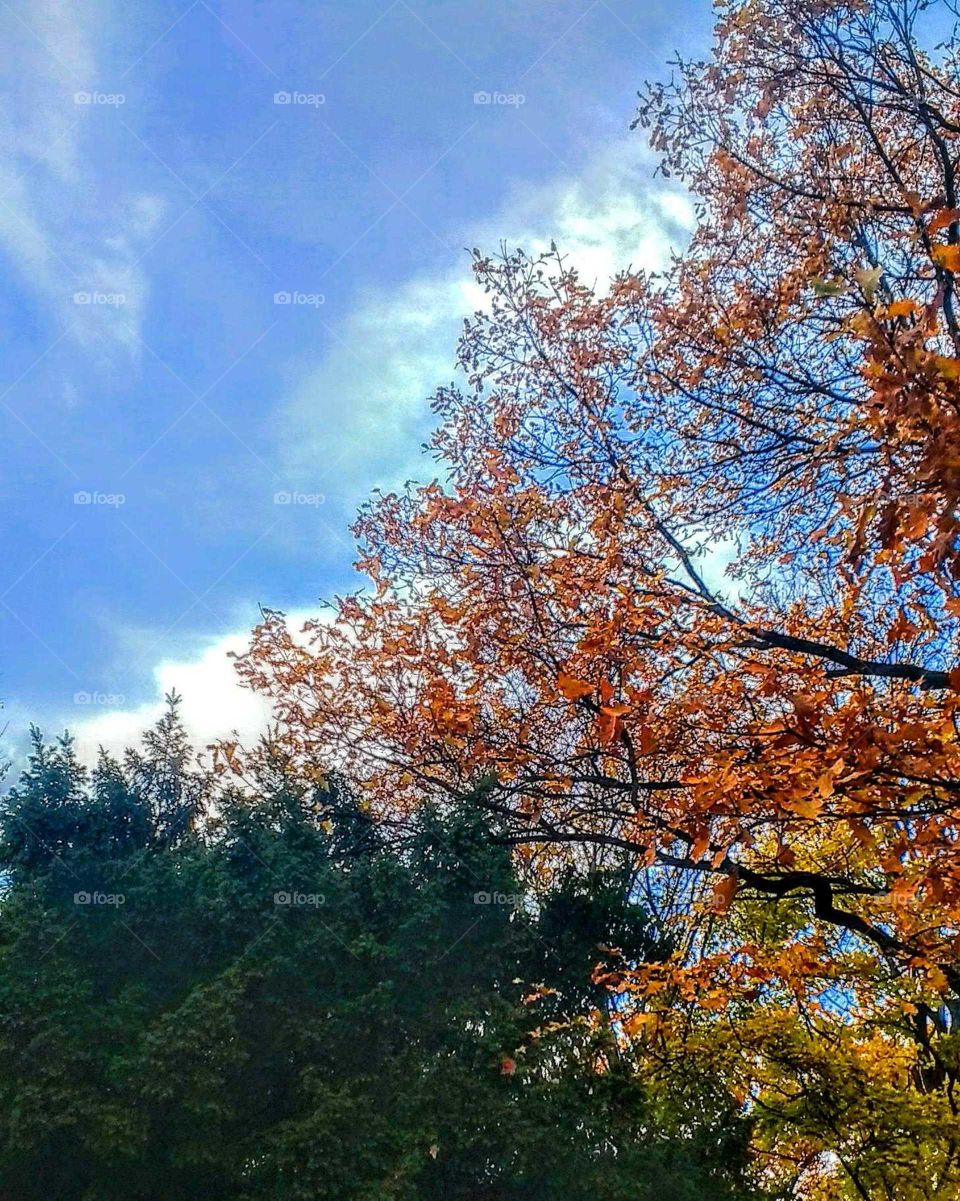 fall Autumn tree