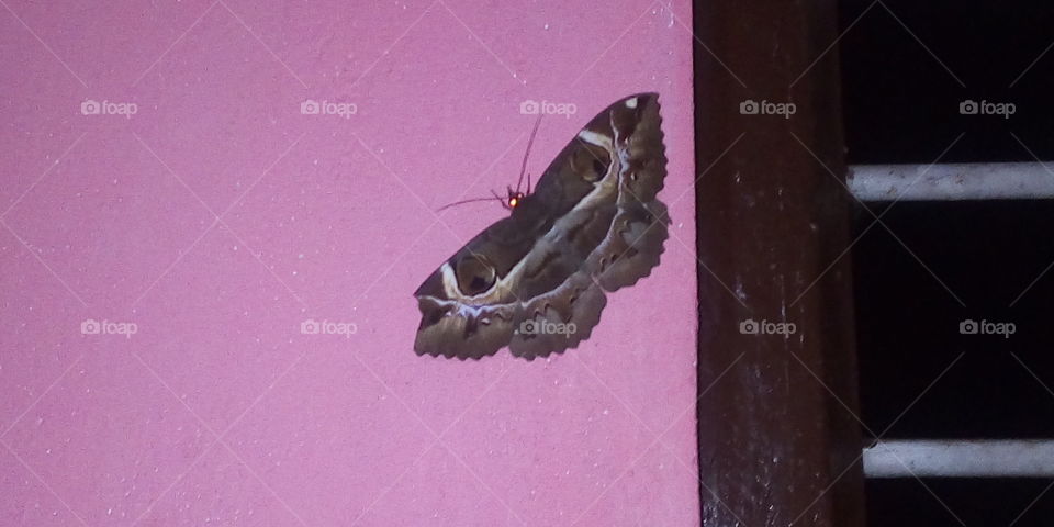 on a nightmare butterfly effect🦋