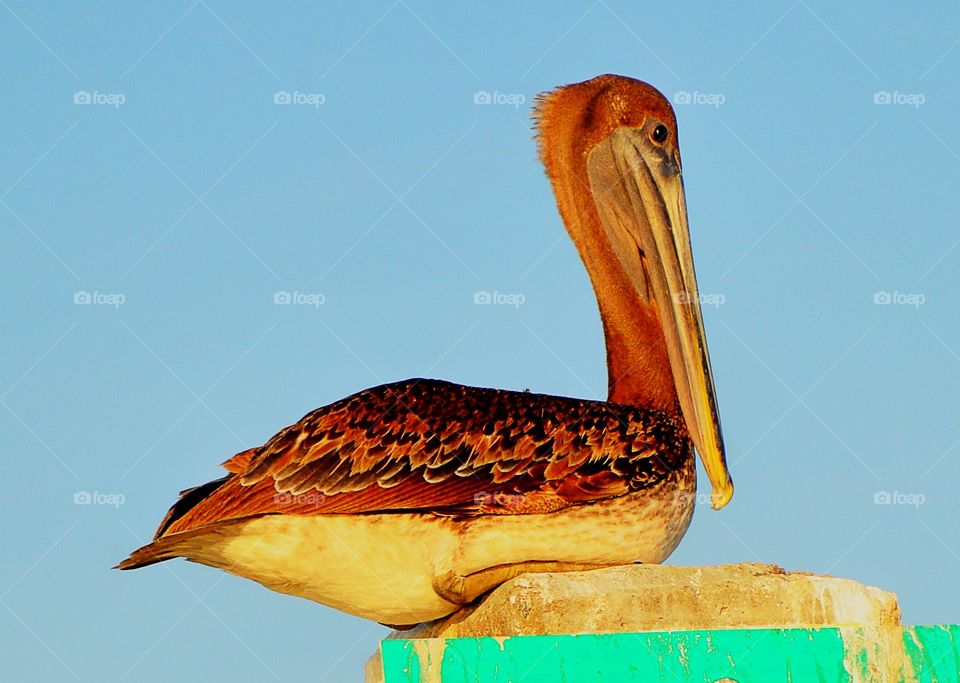 Close-up of a brown pelican