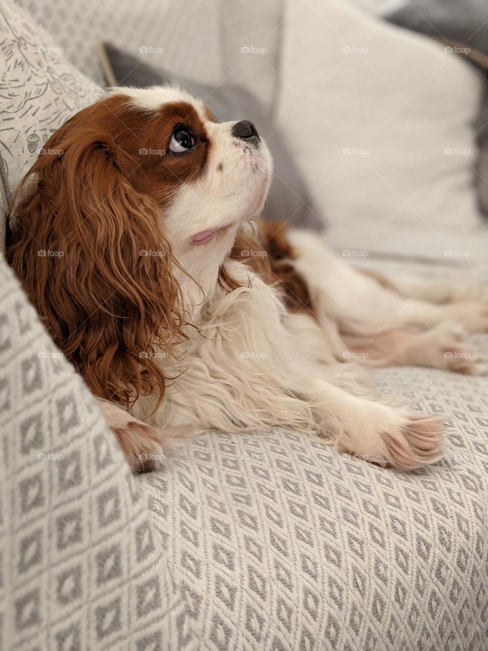 Cavalier king Charles spaniel