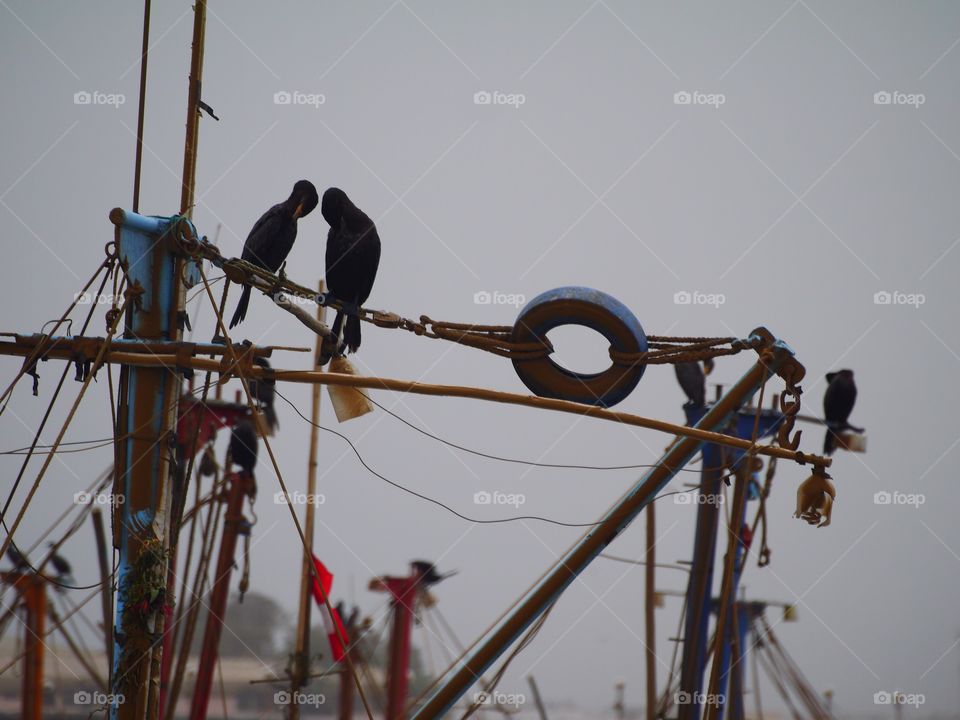 Cormorans 