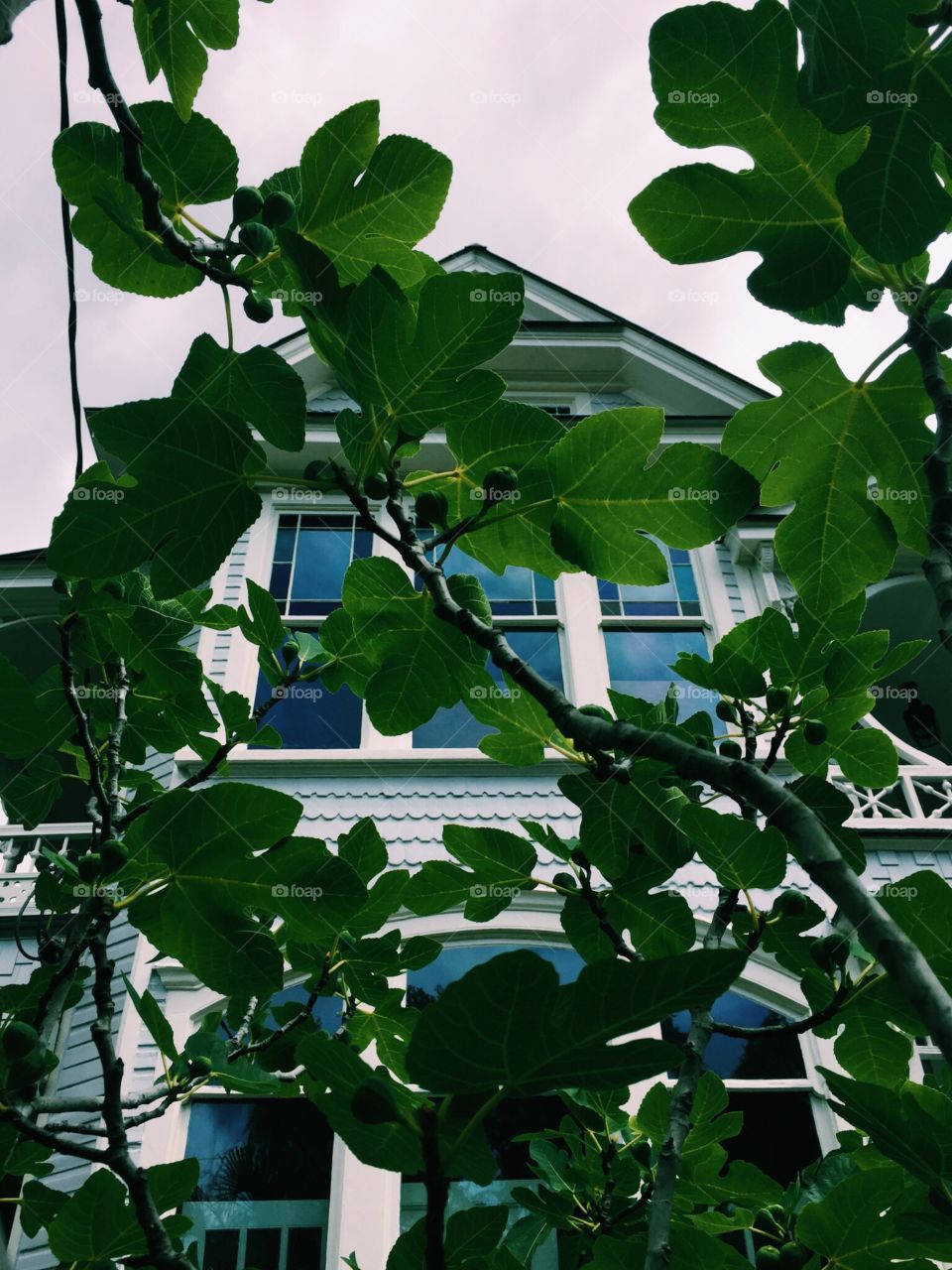 Leaves: Charleston, SC