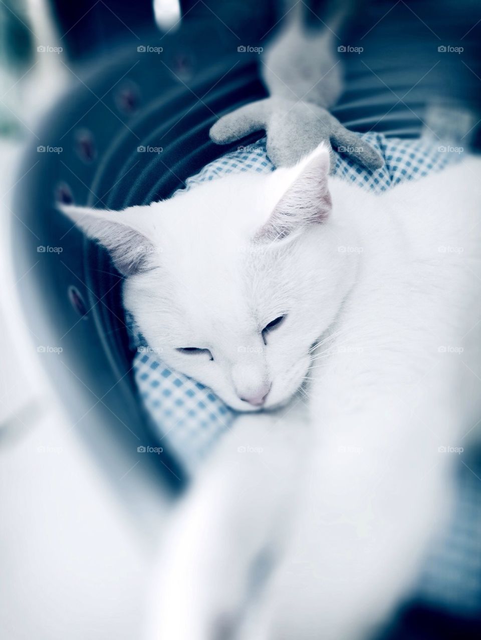 Resting white cat
