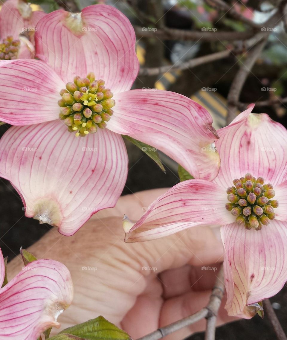 Dogwood tree bloom