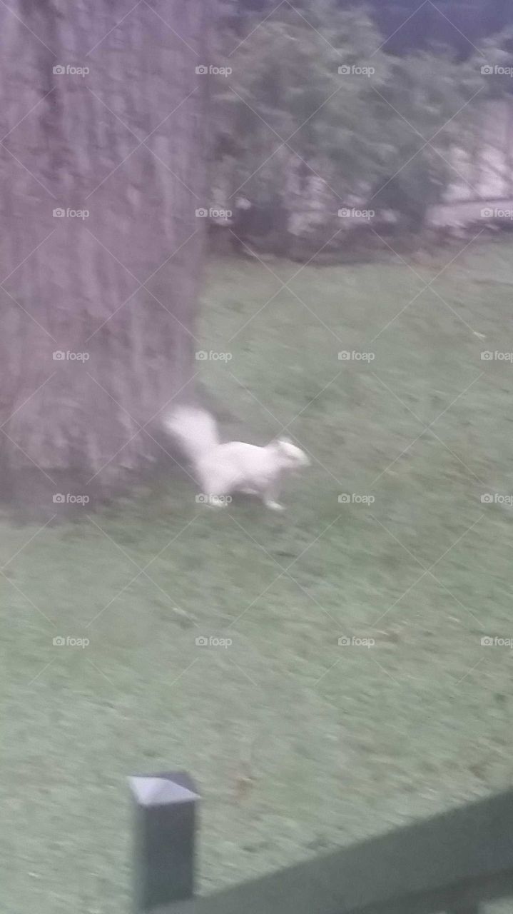 White Squirrel