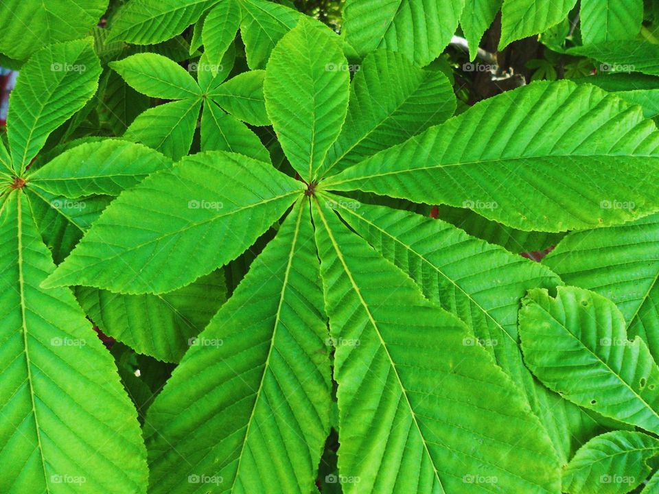 Texture of green leaves of chestnut