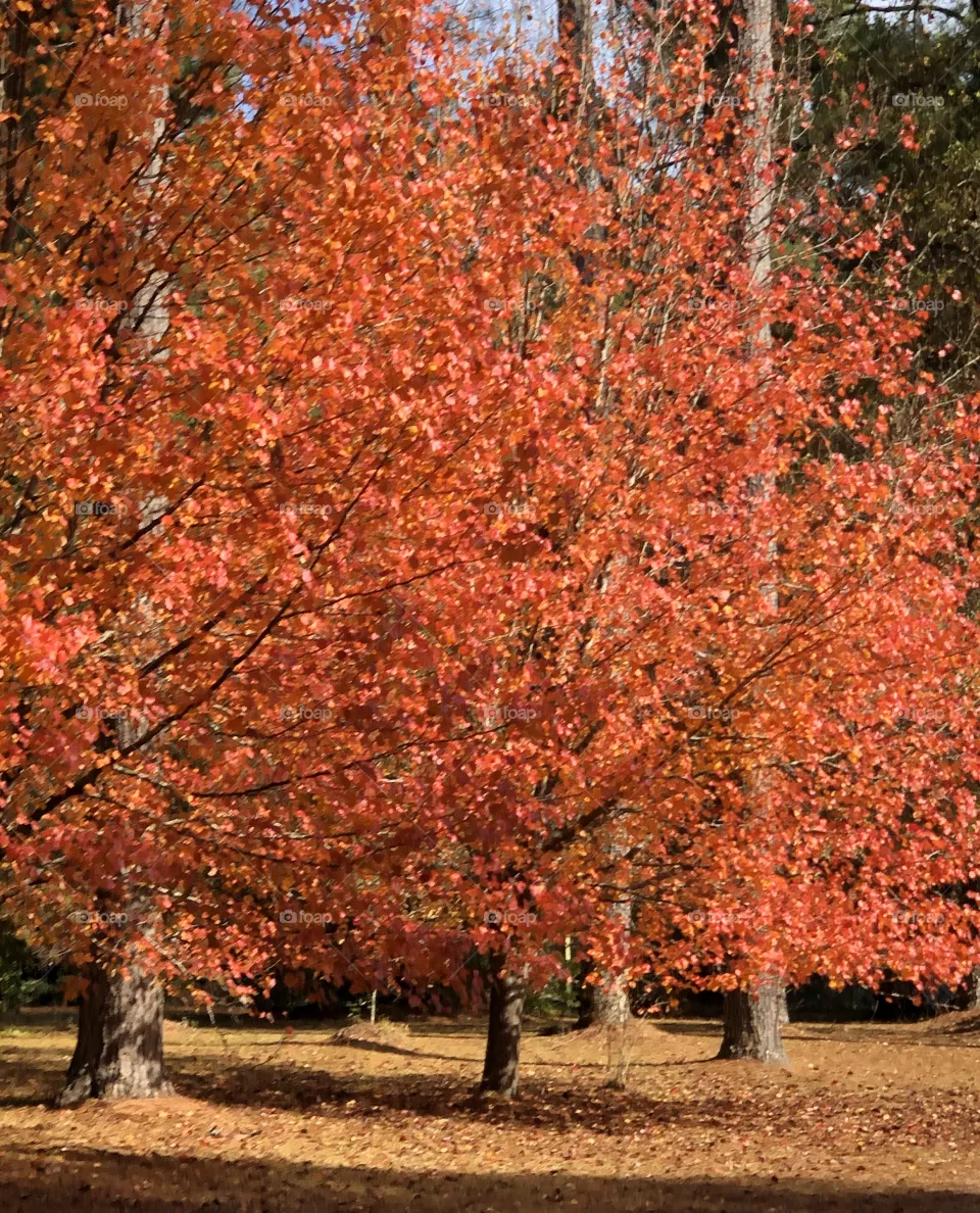 Louisiana Fall