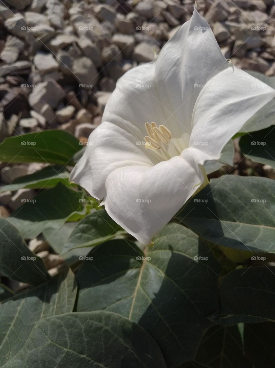 the datura flower seasonal fresh looks very beautiful generally found everywhere seasonal