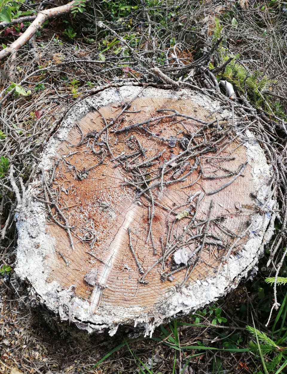 Dry broken twigs and a little bit lichen on a saw cut brownish tree stump. The bark is unfastened and fresh branches, needles and plants are around the log.