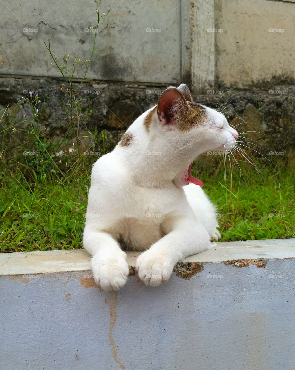 Yawning cat catch on camera