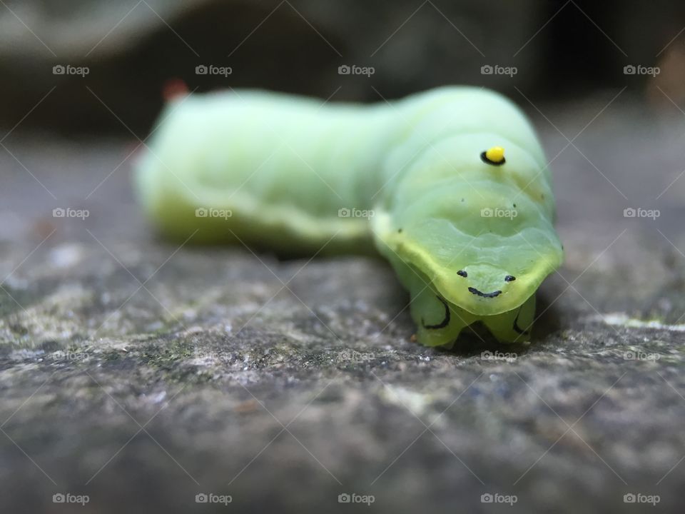 No Person, Nature, Wildlife, Caterpillar, Larva