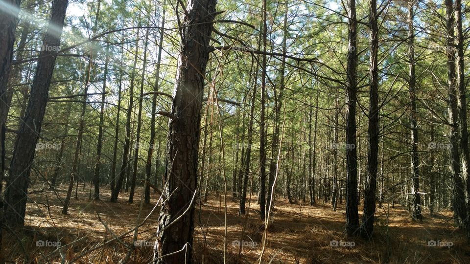 Wood, Tree, Nature, Landscape, No Person