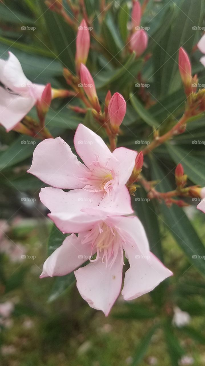 pink flowers