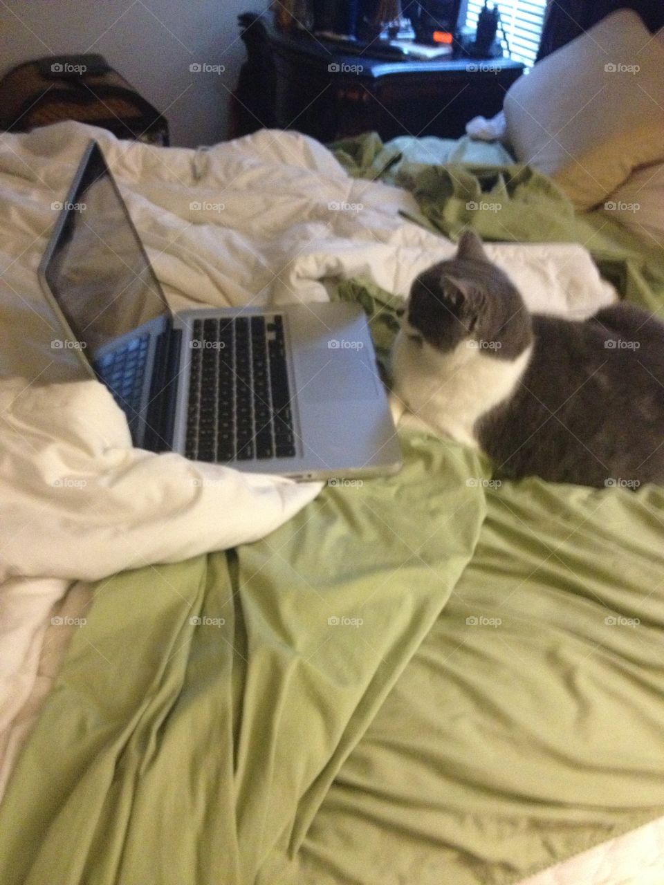 Checking  cmails and CATBOOK.