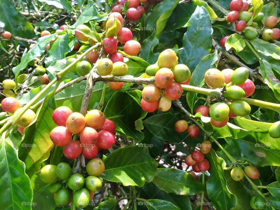 Coffee Fruit on Tree