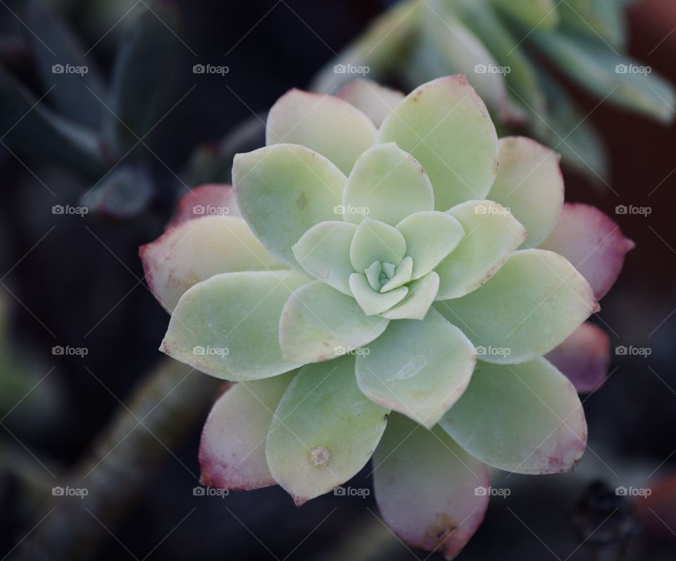 Shape of a succulent 