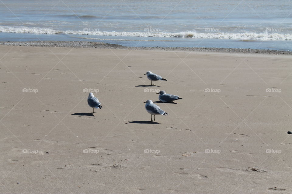 Seagulls on the beach at Lake Michigan