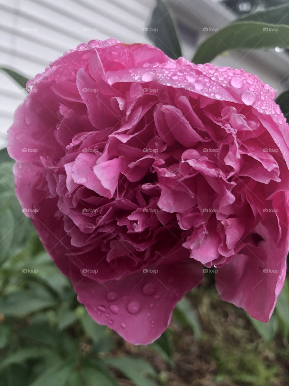 Pink rose covered in water drops after a light rain