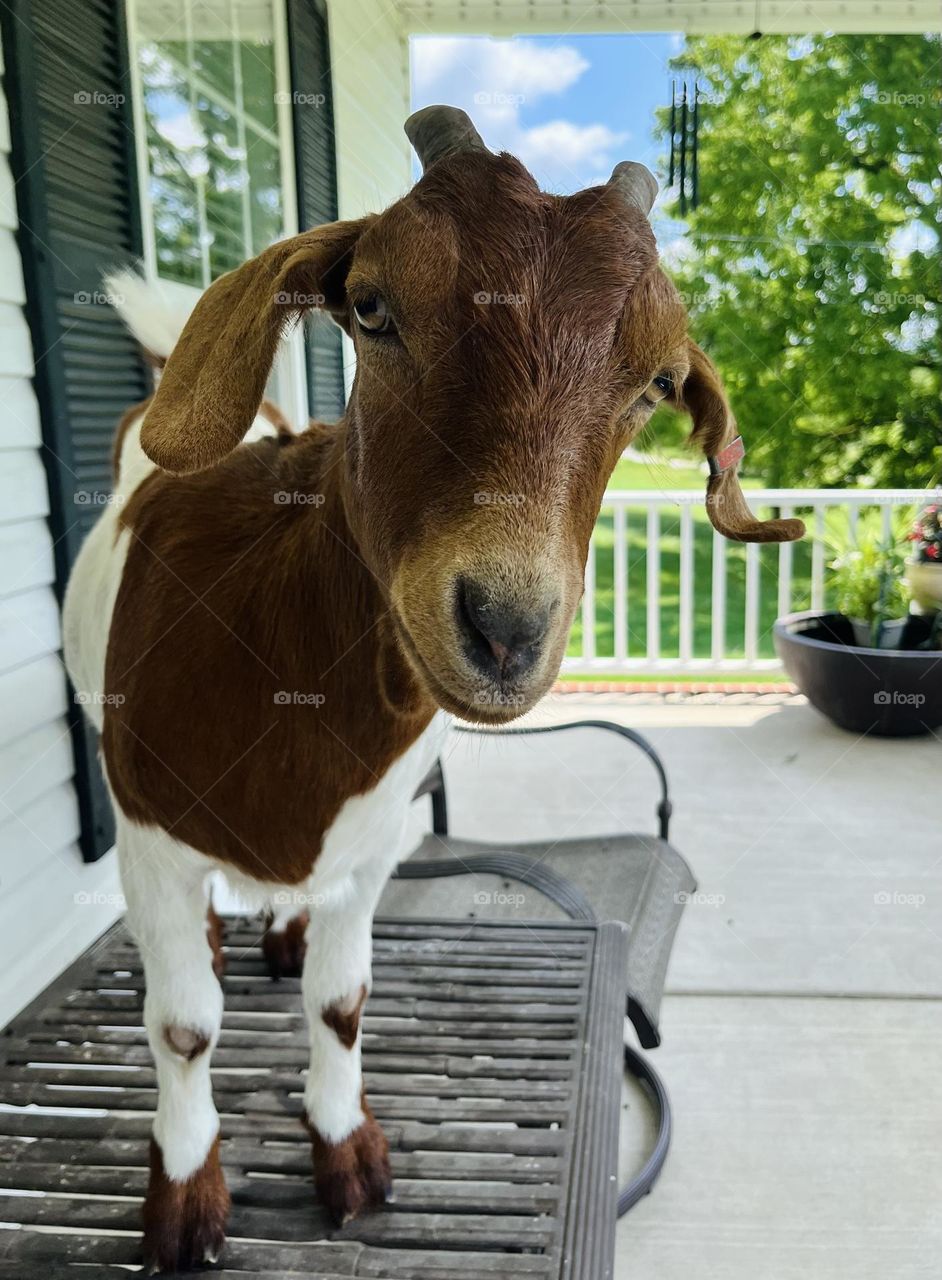 cute goat on a table