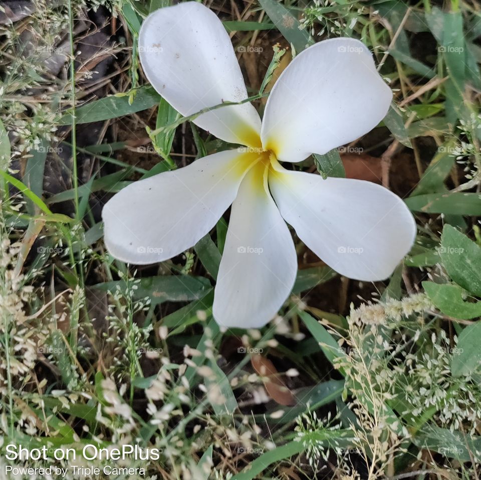white flower on the grass