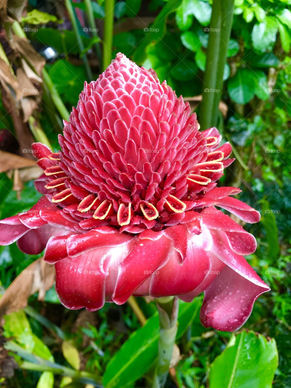 Pink ginger torch