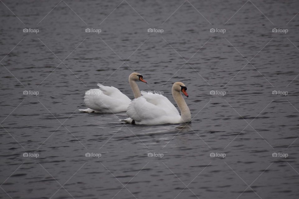 Two swans dancing in the lake