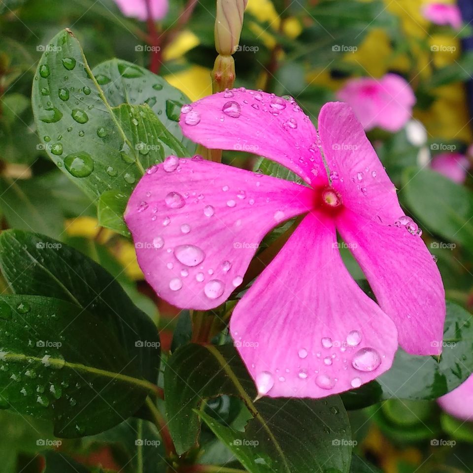 Flower With Drop's