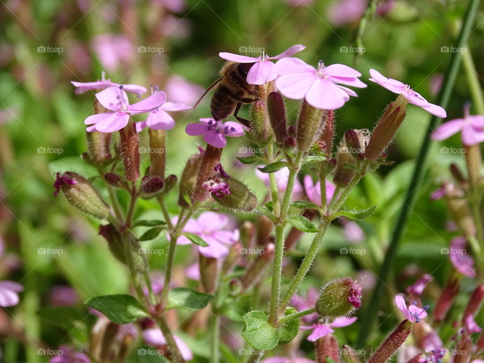 Bee, Phlox and Pollen. Bee in my garden working away