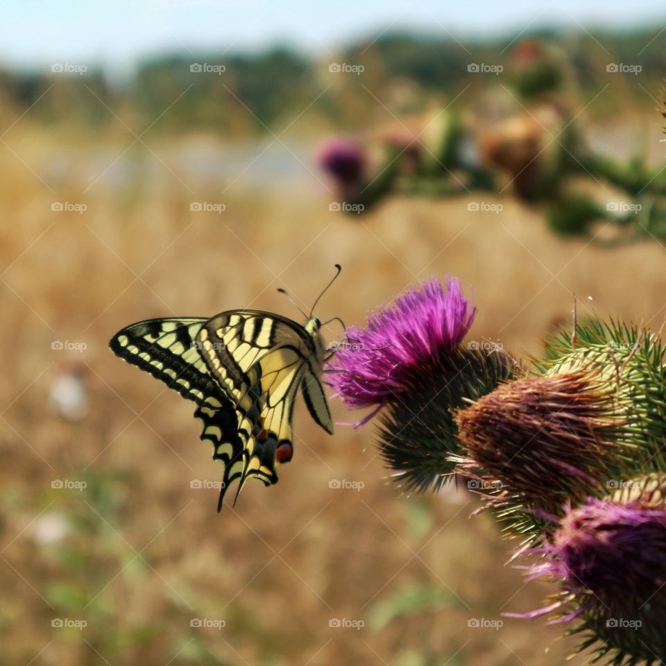 Butterfly