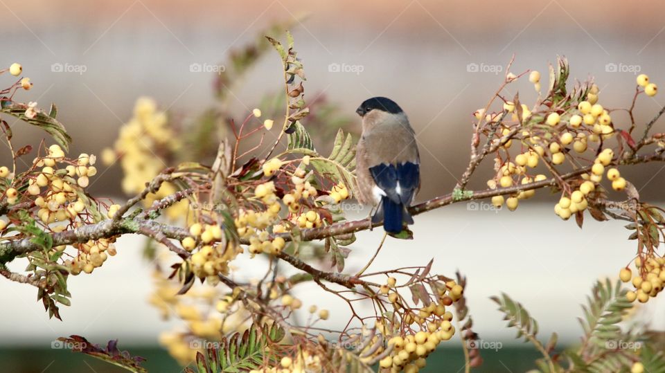 bullfinch on a branch