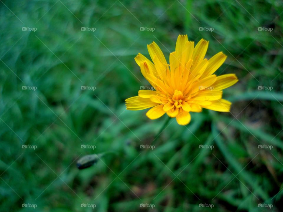 Nature, Flora, Flower, Summer, Grass