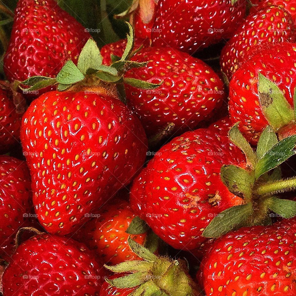 Close up of bright red freshly picked strawberries. 