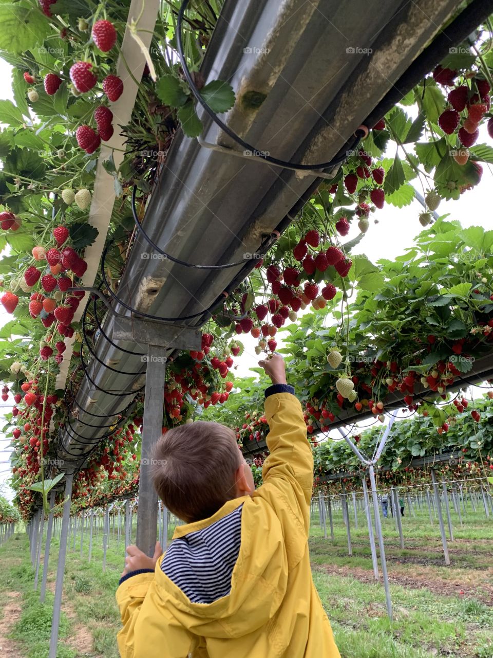 Child picking strawberries 