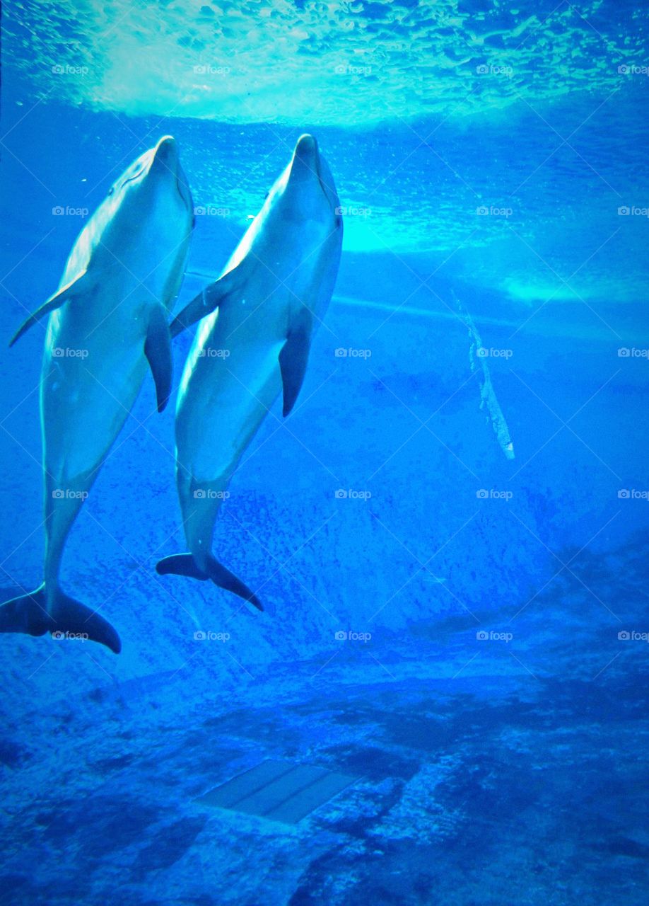 Dolphins